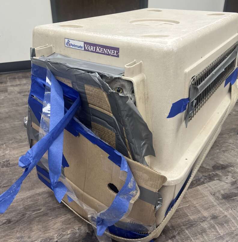 Giant crate full of cats in the Safe Haven Humane Society's lobby