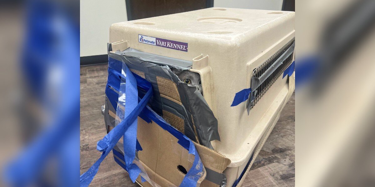 Home Depot Shoppers Find A Kennel Bursting At The Seams With 15 Lives Inside