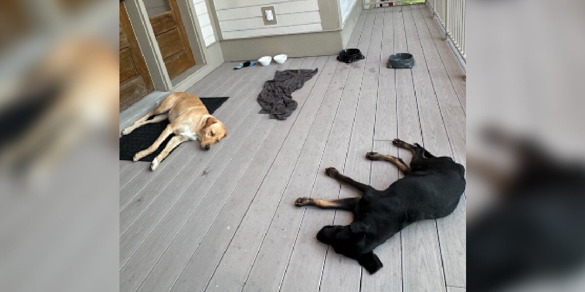 Stray Dogs Sleep On Porch Of Woman's Airbnb For 4 Days Until She Adopts Them All