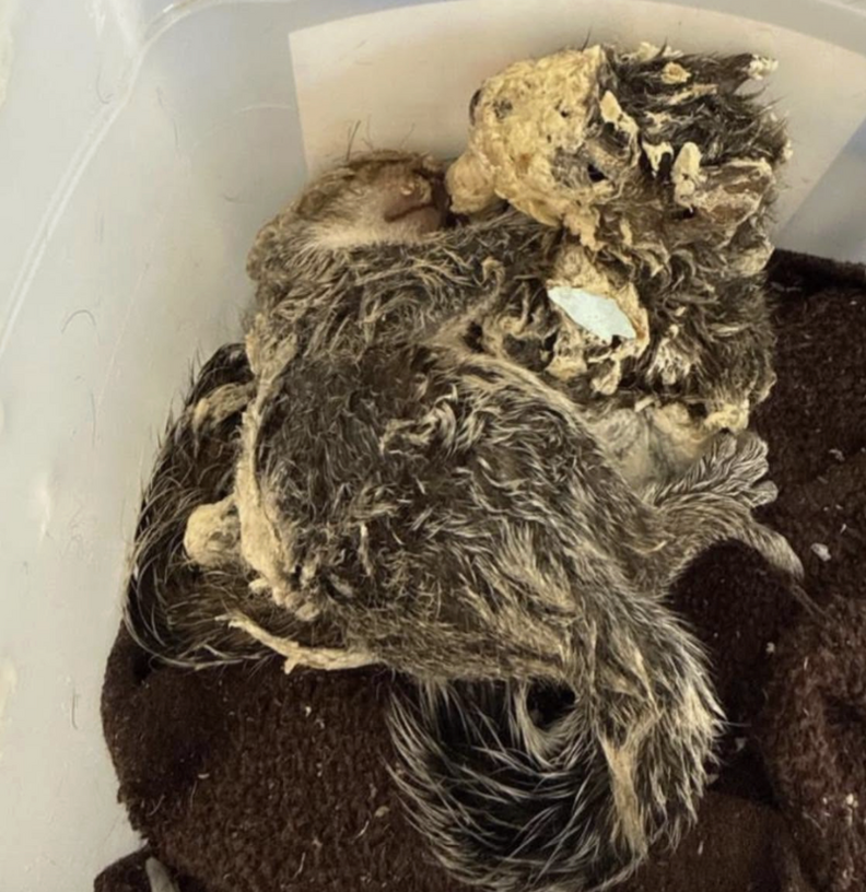 Rescuer Frees Wild Babies Frozen In Spray Foam — And Finally Sees Their  Faces - The Dodo
