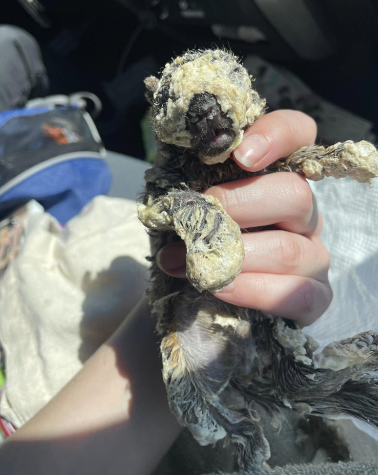 Rescuer Frees Wild Babies Frozen In Spray Foam — And Finally Sees Their  Faces - The Dodo