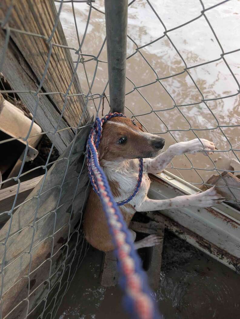 Austin Pets Alive! shelter volunteers