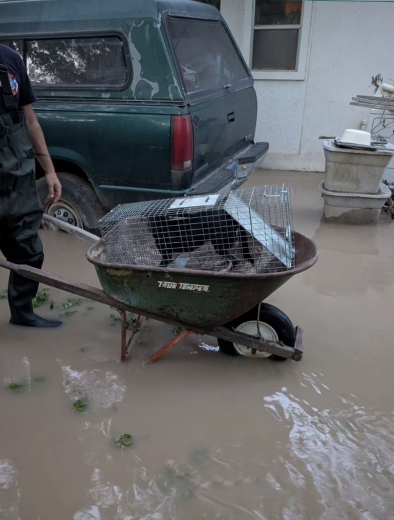 dog in a cage in a wheelbarrow