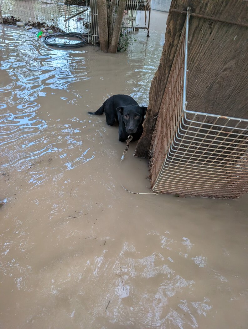Shelter with rescued animals