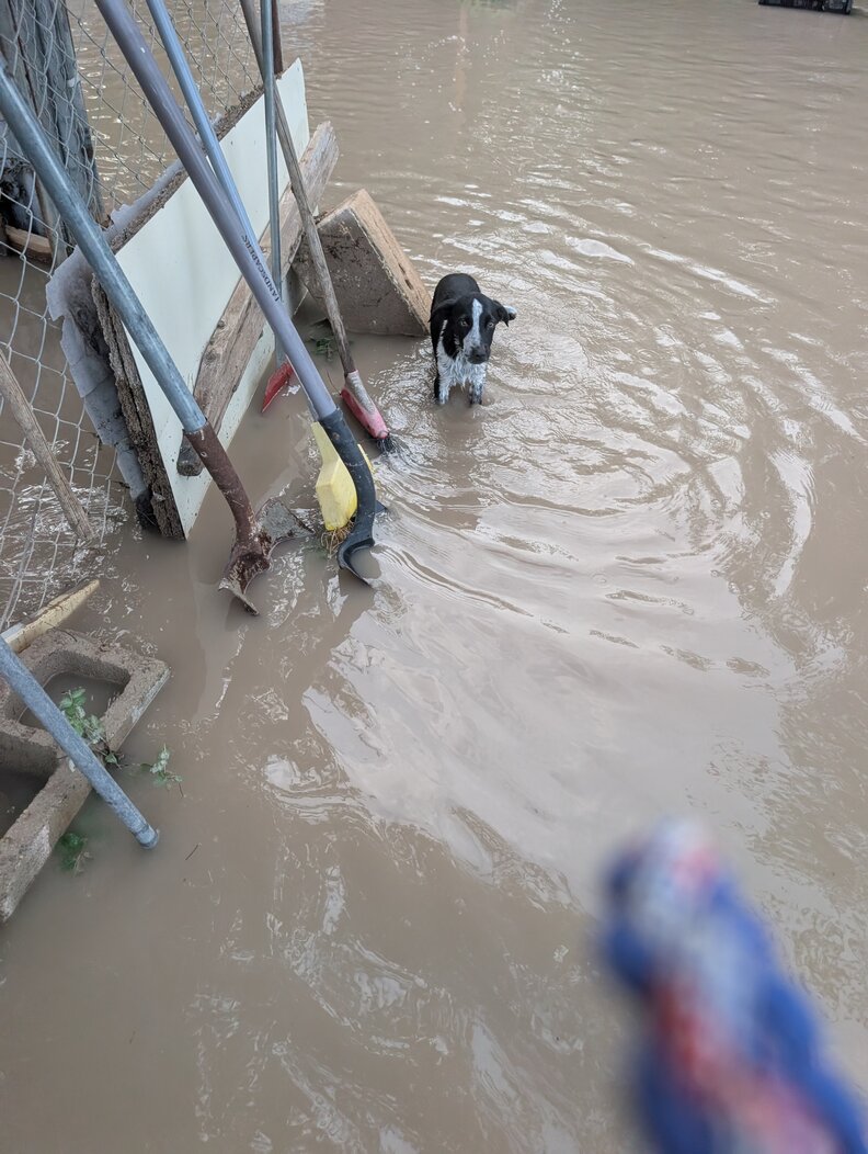 dog standing in flood waters
