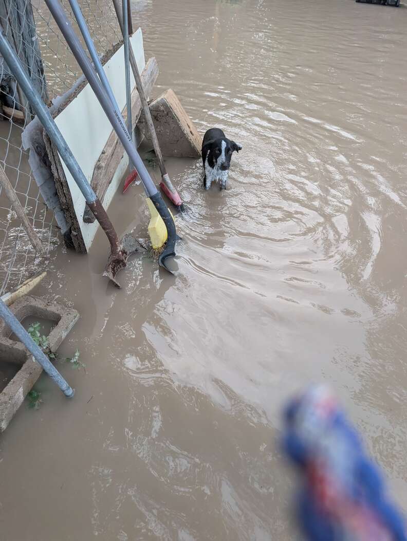 Rescue team saving animals from floods