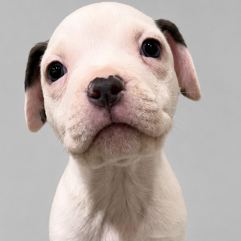 Shelter Puppy's Face Says It All The Moment Someone Scratches His Chin