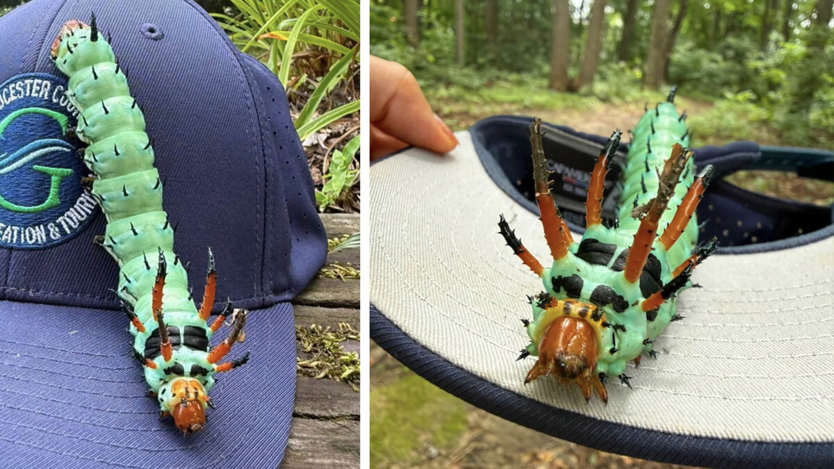 Park Ranger Left Speechless By Rare Animal Moving Through The Leaves
