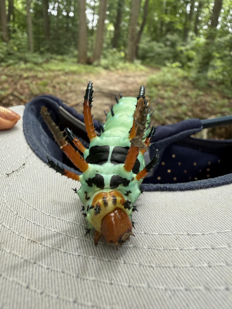 Park Ranger Left Speechless By Rare Animal Moving Through The Leaves