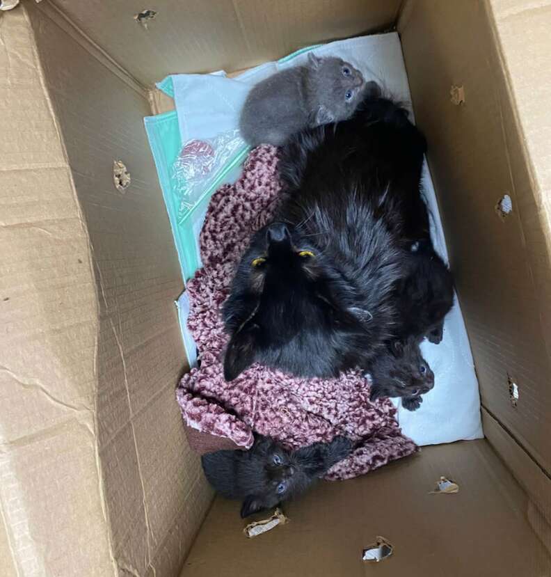The rescued mama cat and kittens inside