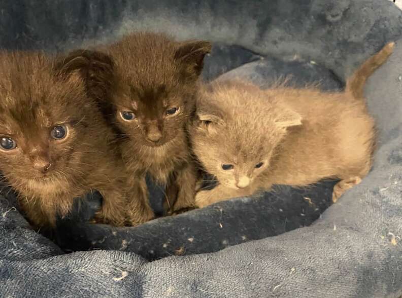 Pandora with her kittens cozy in their new home