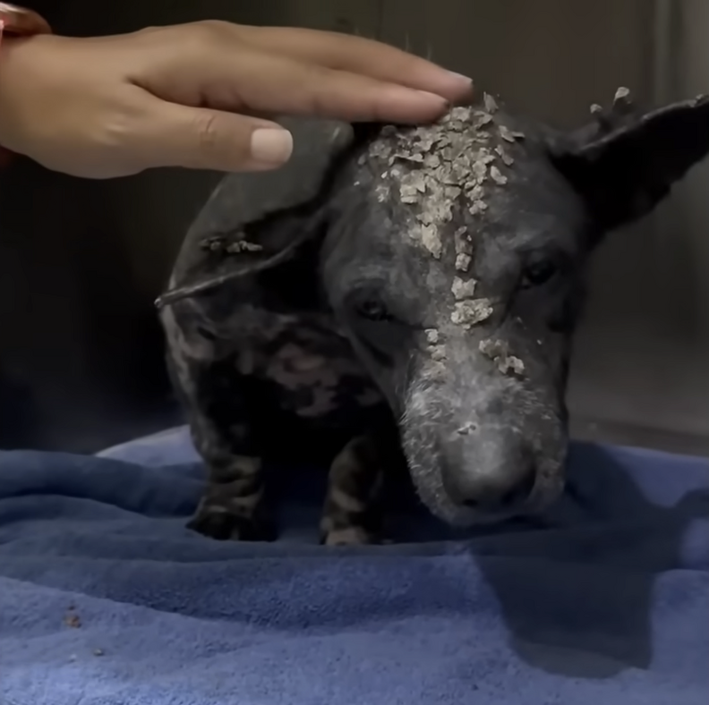 dog healing at vet