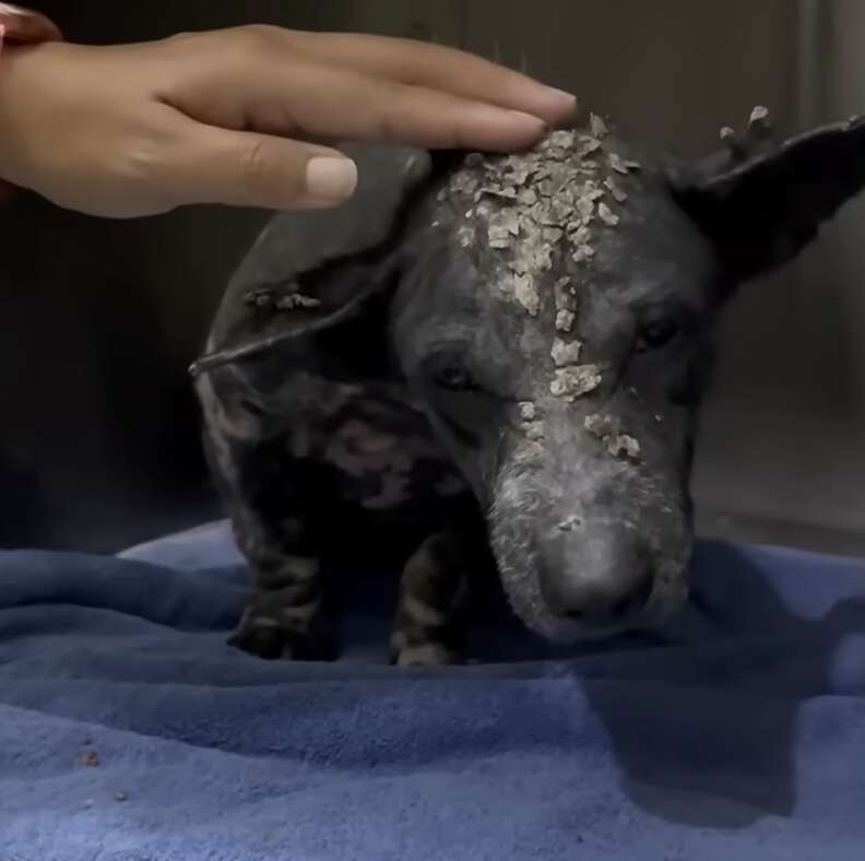 dog healing at vet