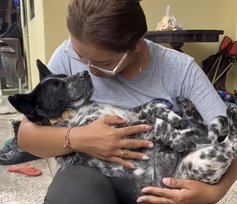 rescuer holding dog like a baby
