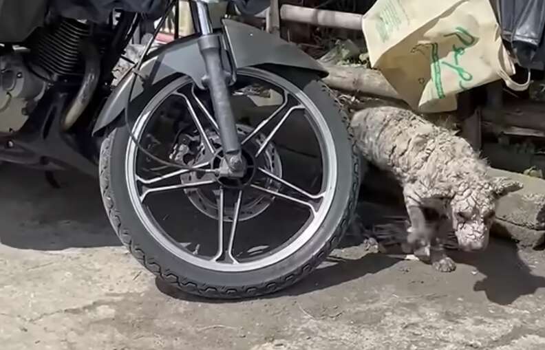 dog turned to stone standing next to bike