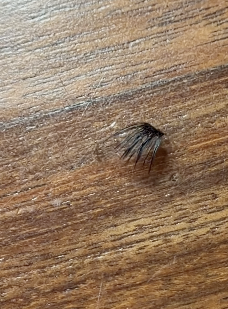 Man Thinks It's A Spider Crawling Across The Floor — Then He Looks Closer