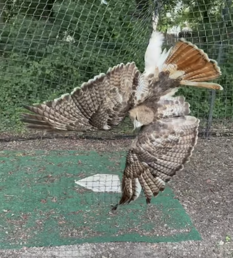 Athlete Arrives At Batting Cage To Find A Huge Bird Tangled In Netting