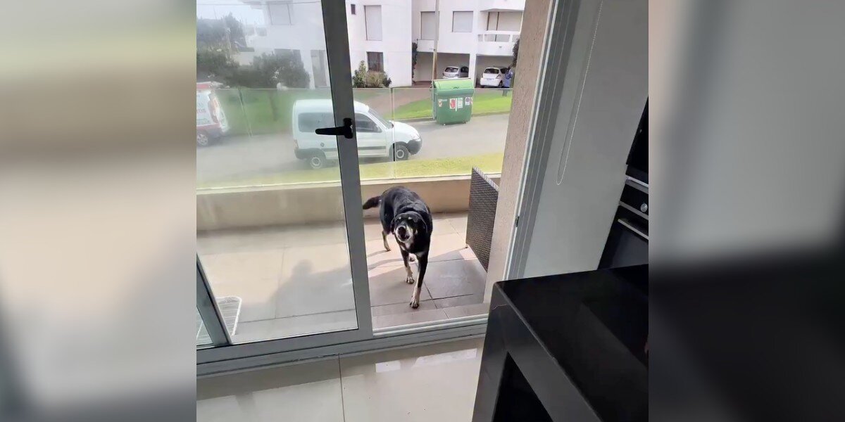 A cute dog waiting outside a glass balcony door