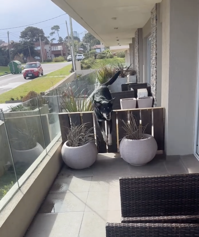 Dog Shows Up At Neighbor's Door Every Day After Learning What He Does For A Living