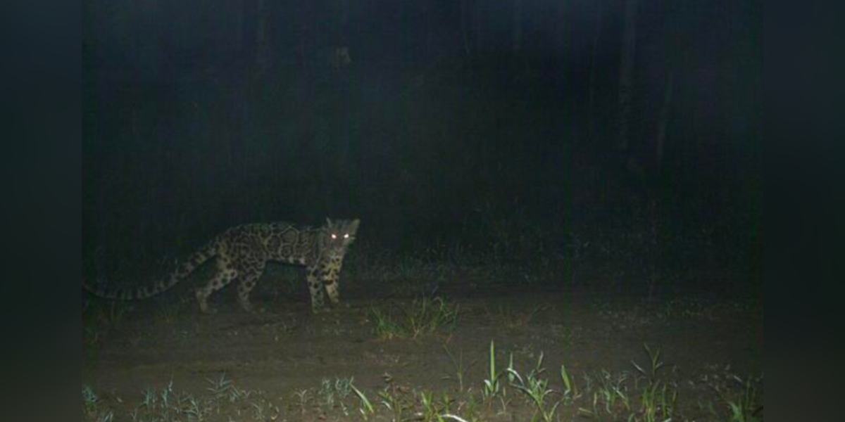Research Cameras Capture Oldest ‘Ghost’ Cat Ever Recorded