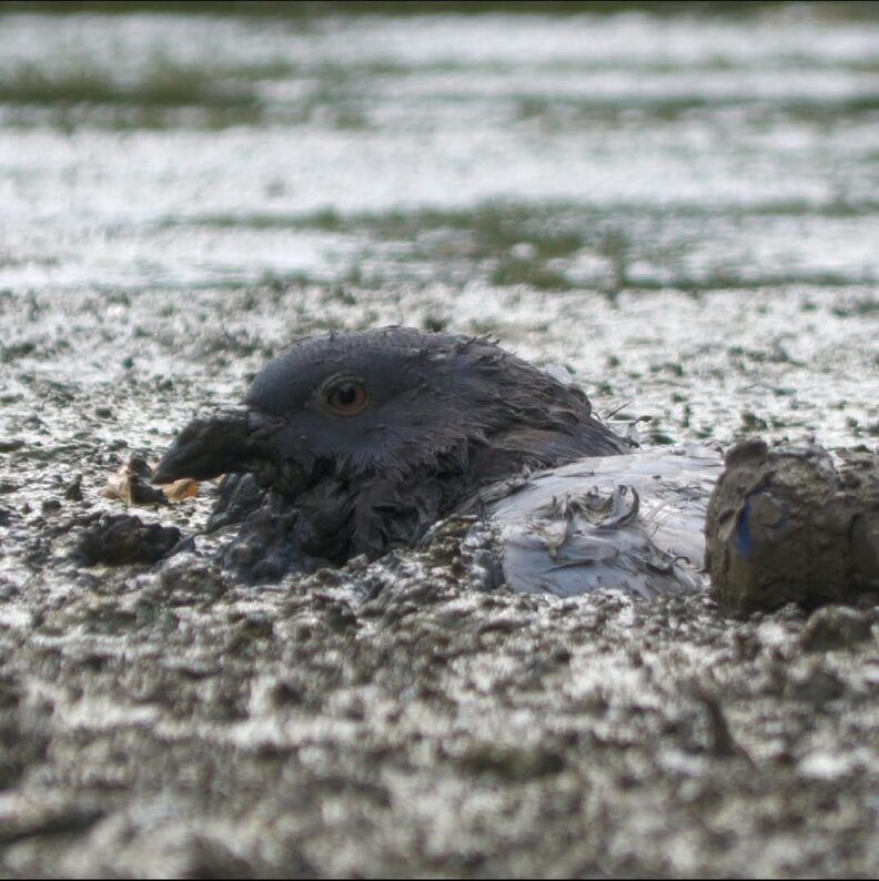 Rescuer Spots Tiny Head Sticking Out Of Thick Mud — Then Realizes It's Alive