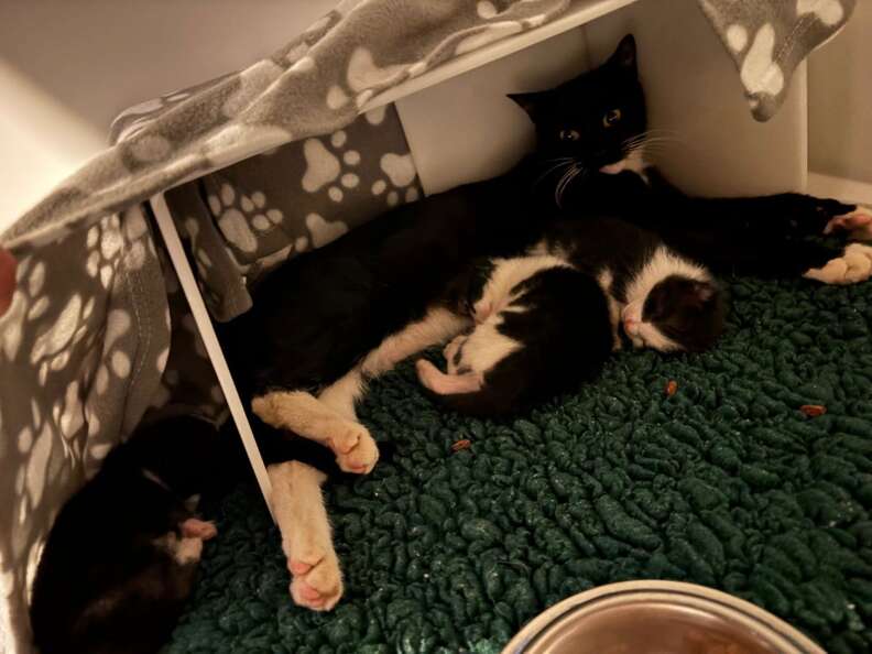 Malibu and Guinness enjoying their new environment