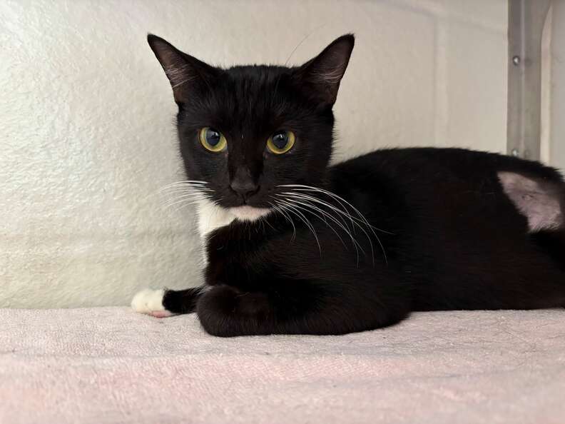Barbie the cat resting in her new temporary home