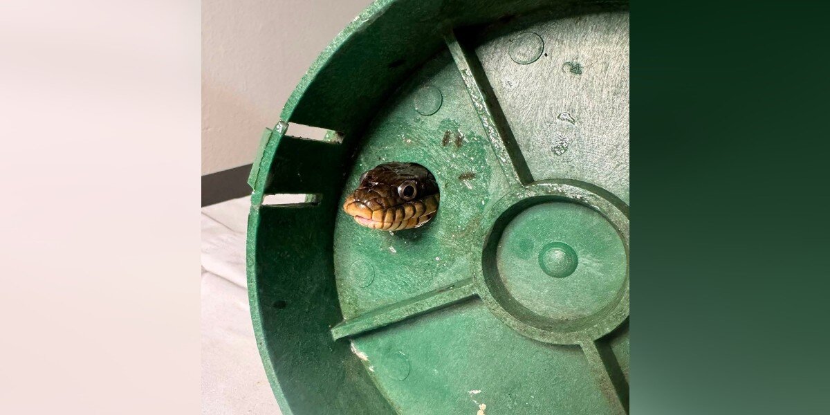 Snake Looking For A Snack Winds Up Stuck In A Very Tight Spot