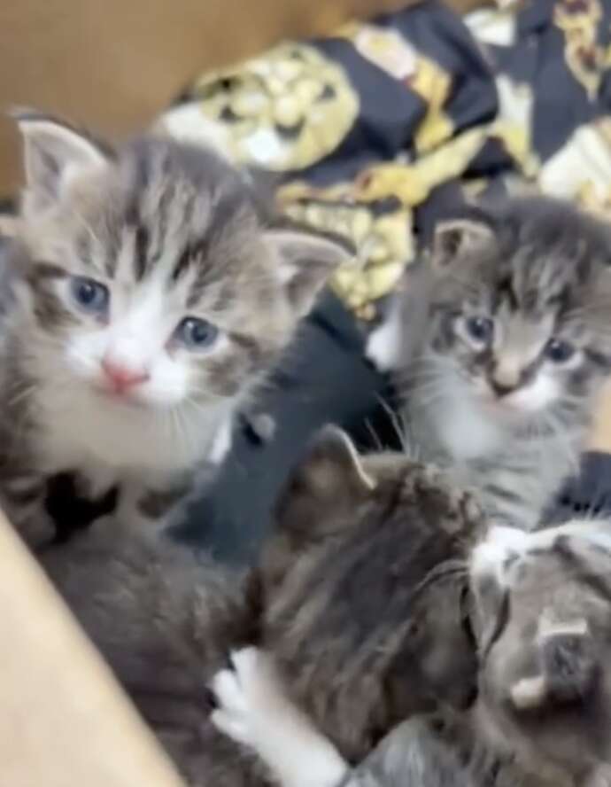 Five kittens in a box