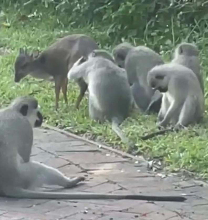 monkeys and duiker