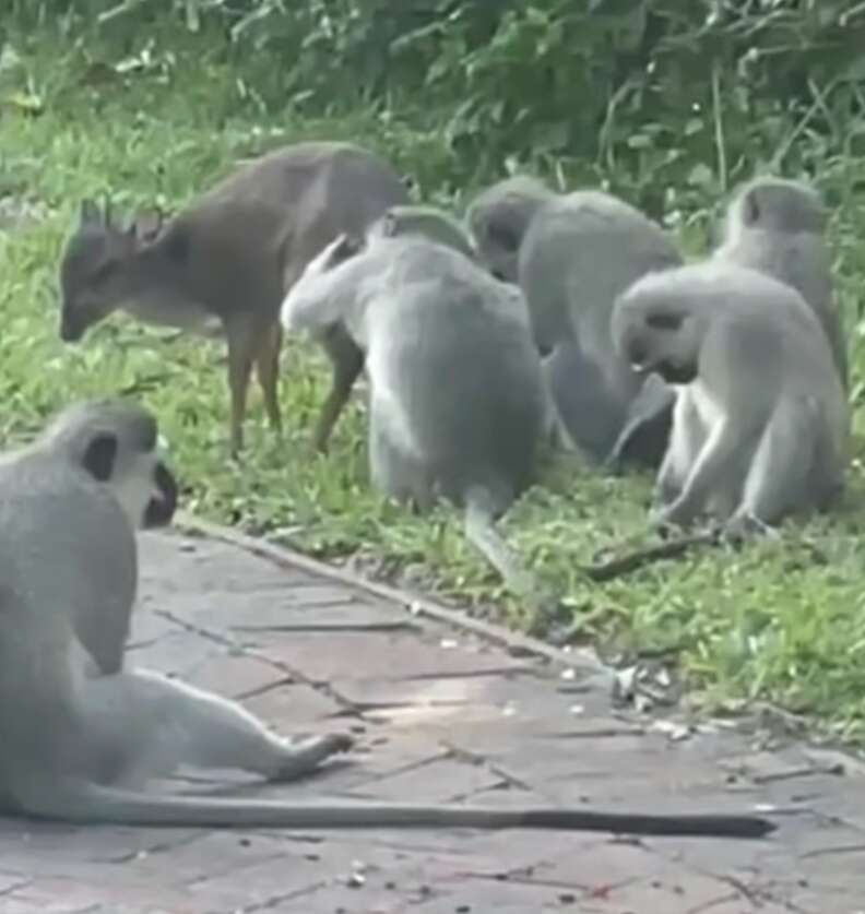 monkeys and duiker
