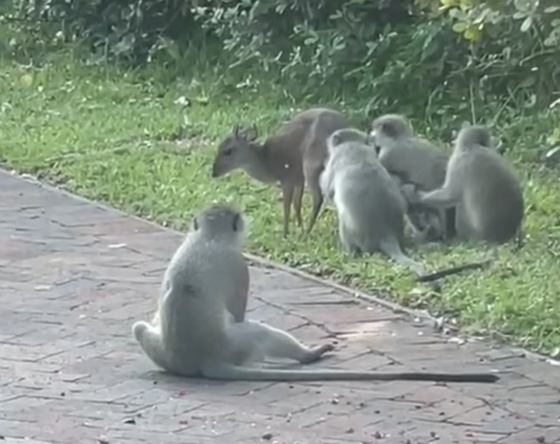 monkeys grooming duiker