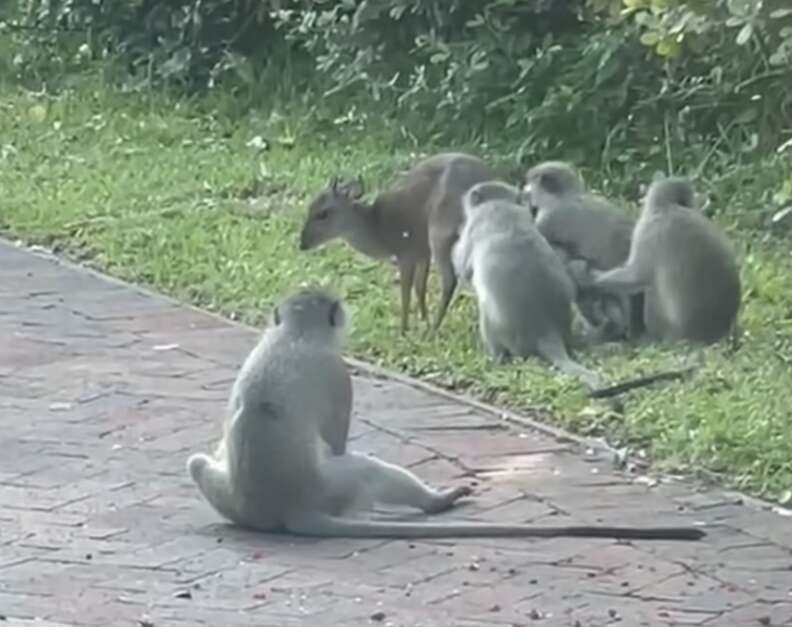 monkeys grooming duiker