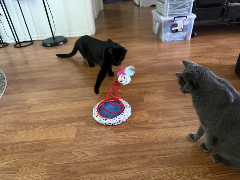 Potato and Casserole discovering the Ball Track & Scratcher