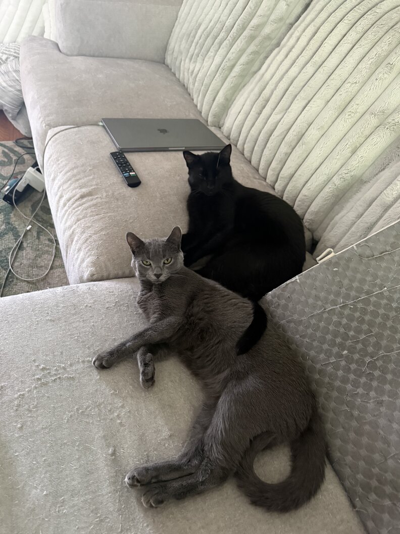 2匹の猫がソファでくつろいでいる様子