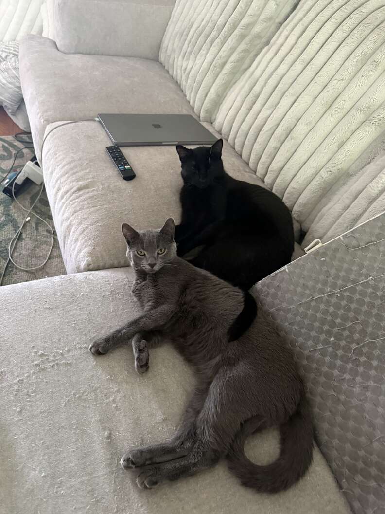 2匹の猫がソファでくつろいでいる様子