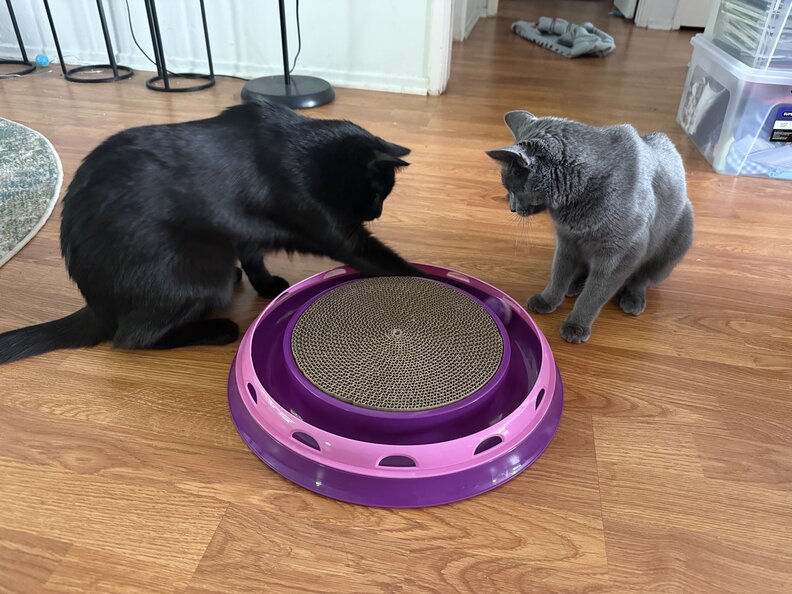 Potato engaged with the teaser toy