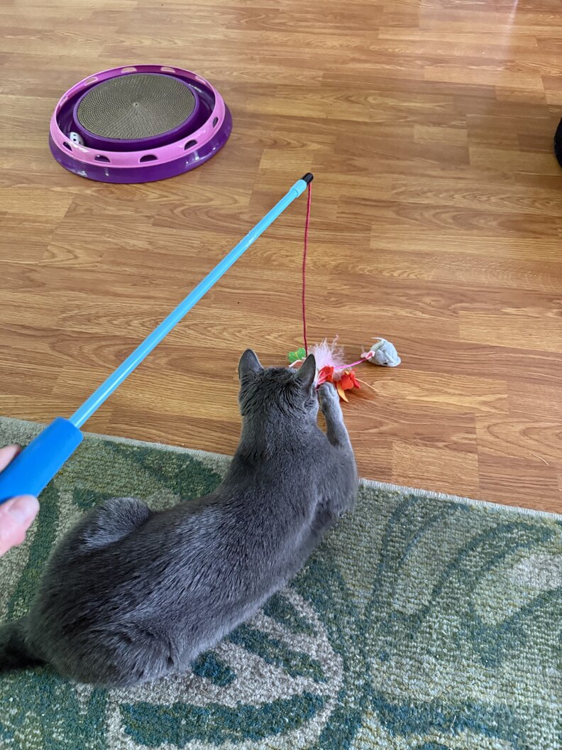 キャットワンドで遊んでいる様子