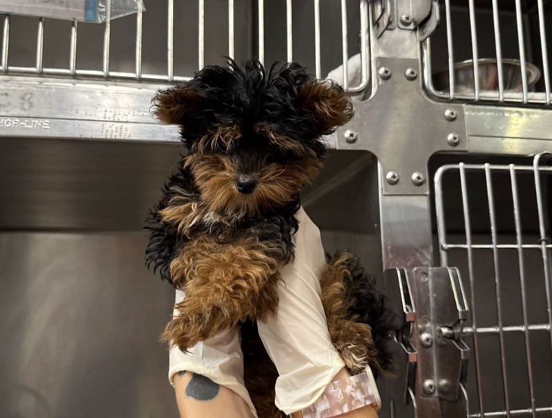 'Shakey'Puppy Can't Walk Without Stumbling — But He Won’t Let It Stop Him