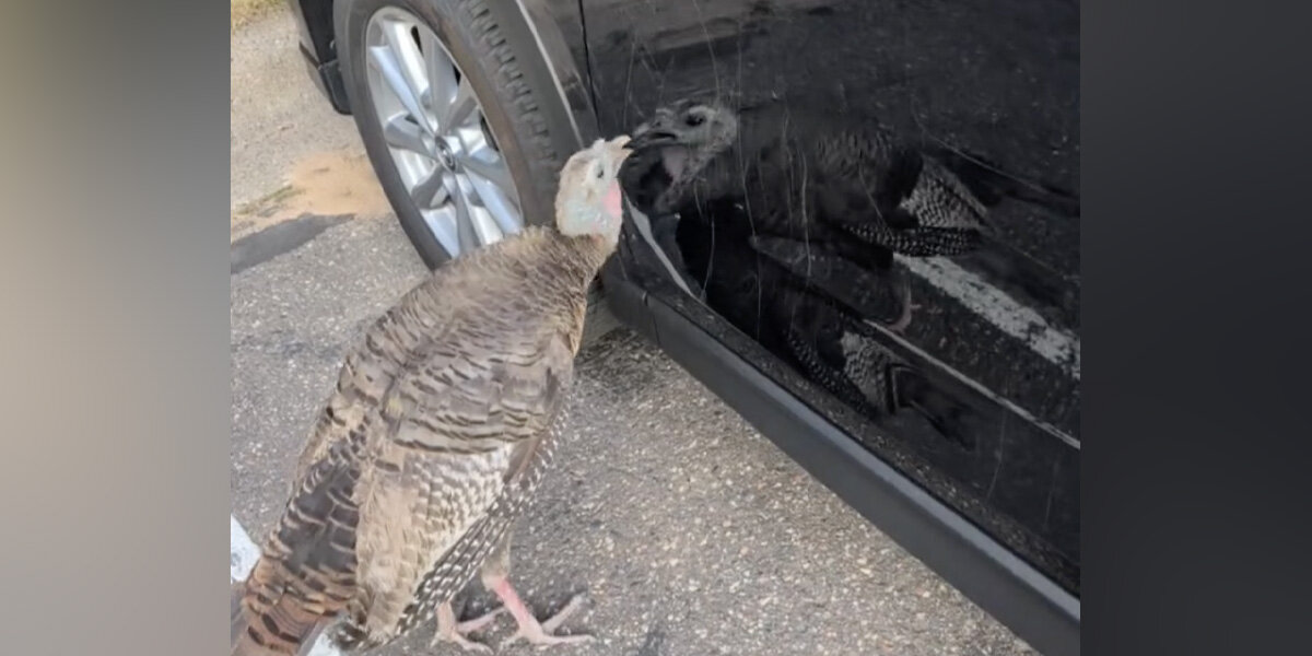 Man Encounters Wild Turkey Assaulting a Parked Vehicle — Attempts to Calm Her Down Man Encounters Wild Turkey Assaulting a Parked Vehicle — Attempts to Calm Her Down