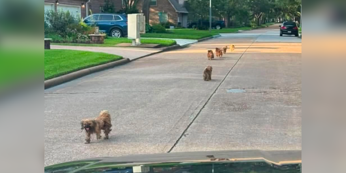 Women Spot Matted Shih Tzus Running Through Houston Streets — Then Realize Why