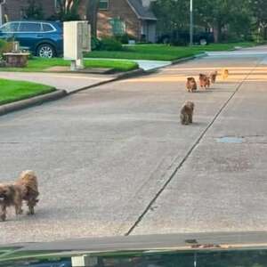 Women Spot Matted Shih Tzus Running Through Houston Streets — Then Realize Why