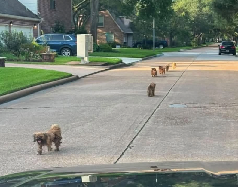犬たちが街を走る