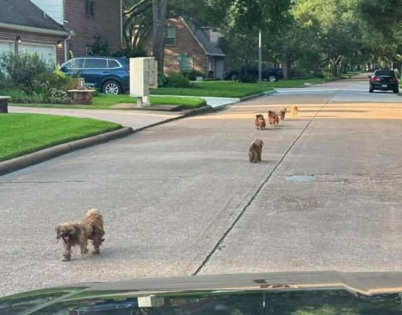 犬たちが街を走る
