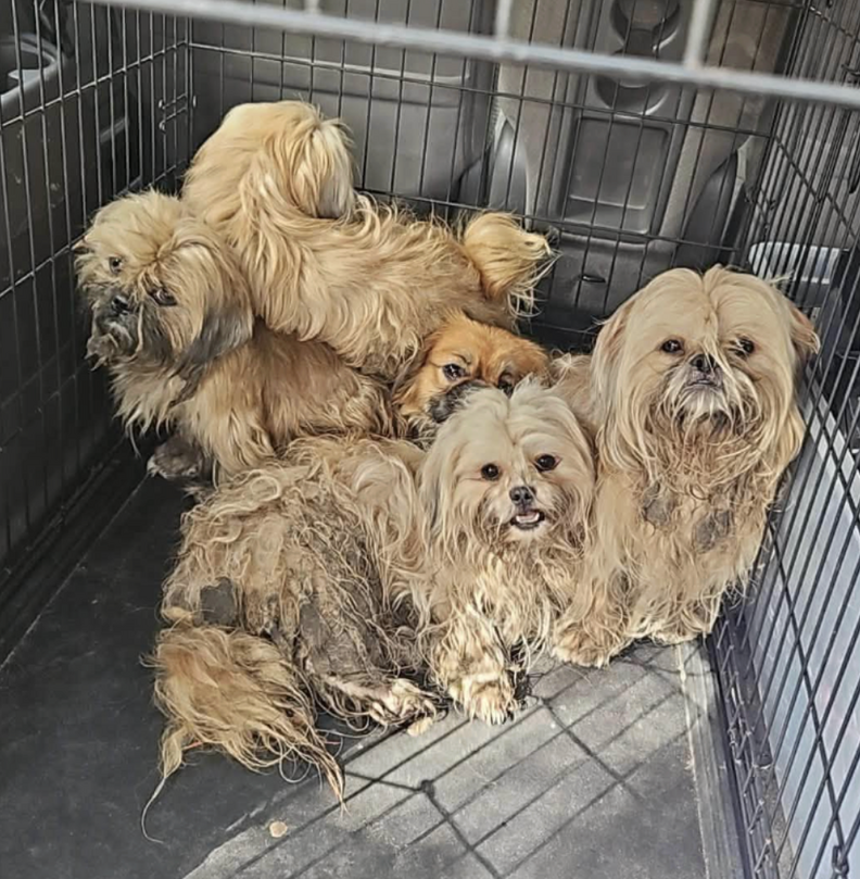 保護された犬たち