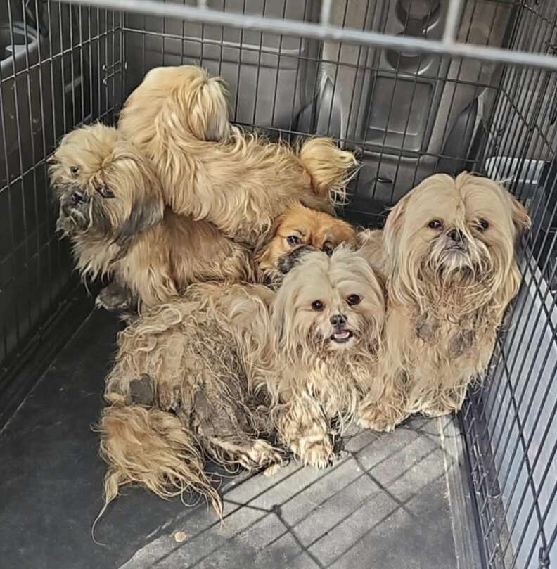 保護された犬たち