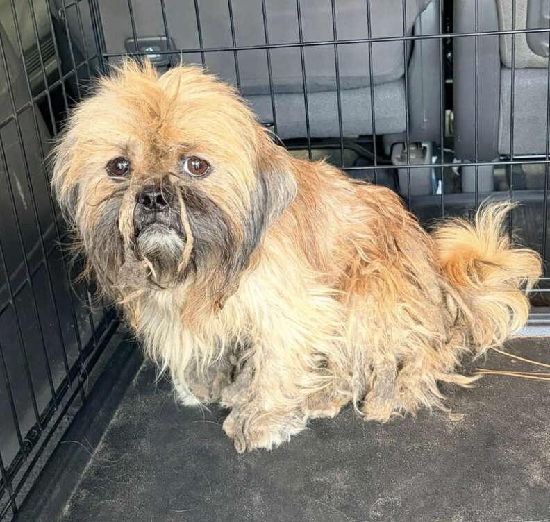 保護された犬
