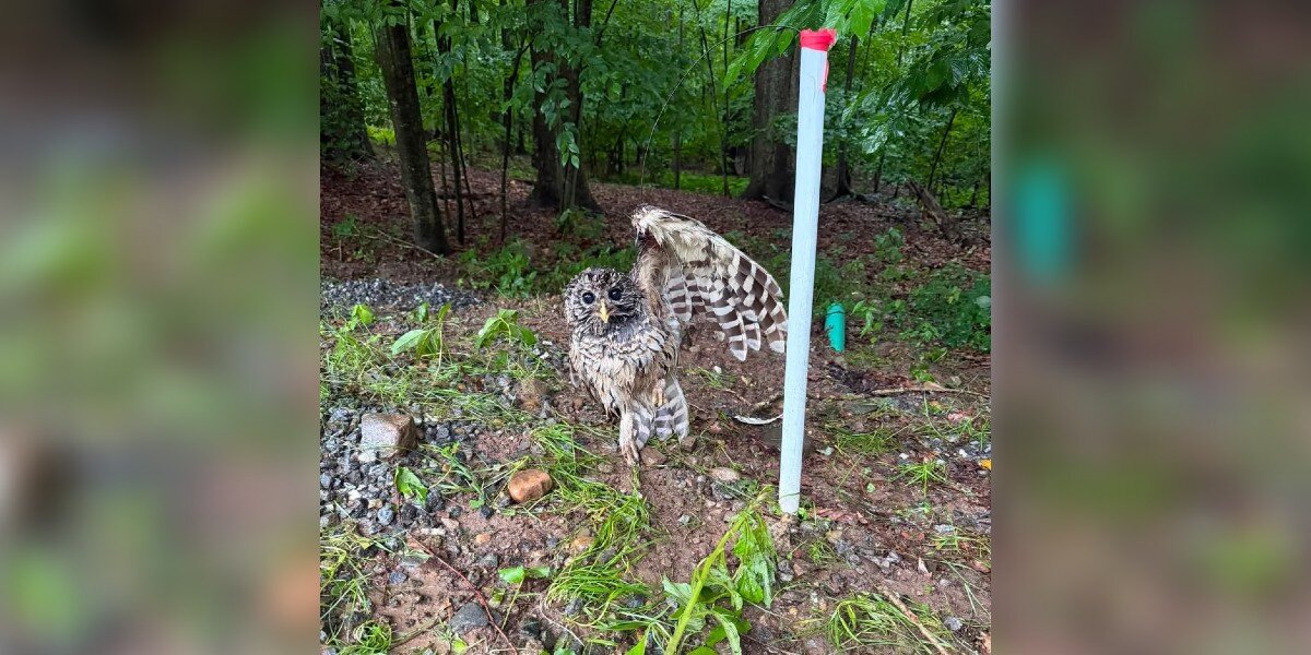 Rescuers See Owl Raising His Wing — Then Realize Something's Very Wrong