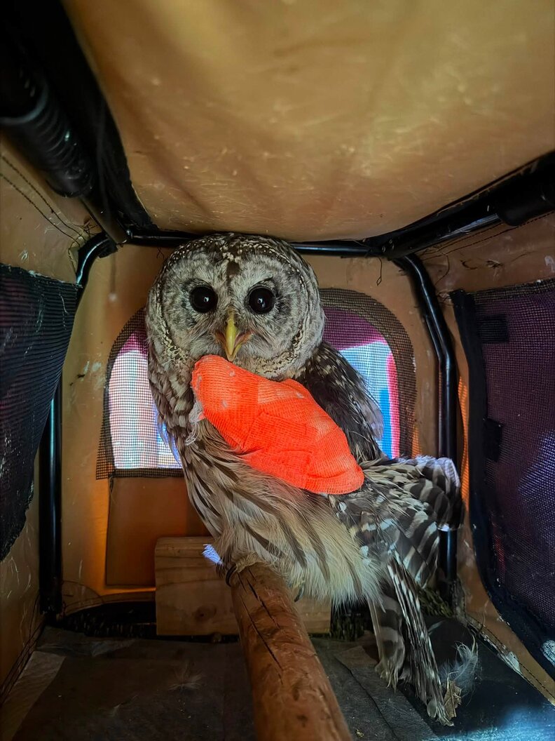 Owls Healing