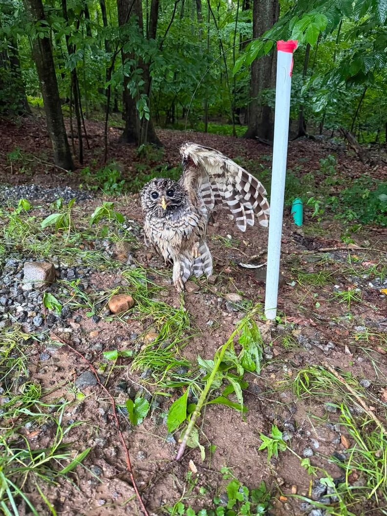 Barred Owl